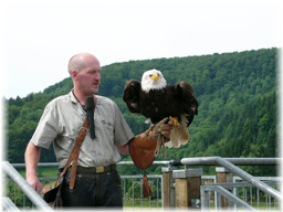 Weisskopfadler