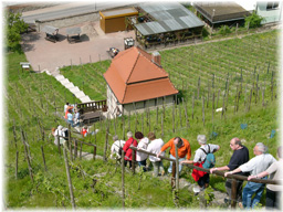 Herzoglicher Weinberg zu Freyburg