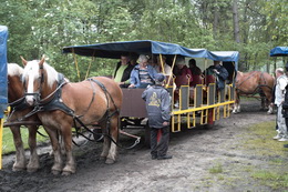 Kutschfahrt durch die Heide